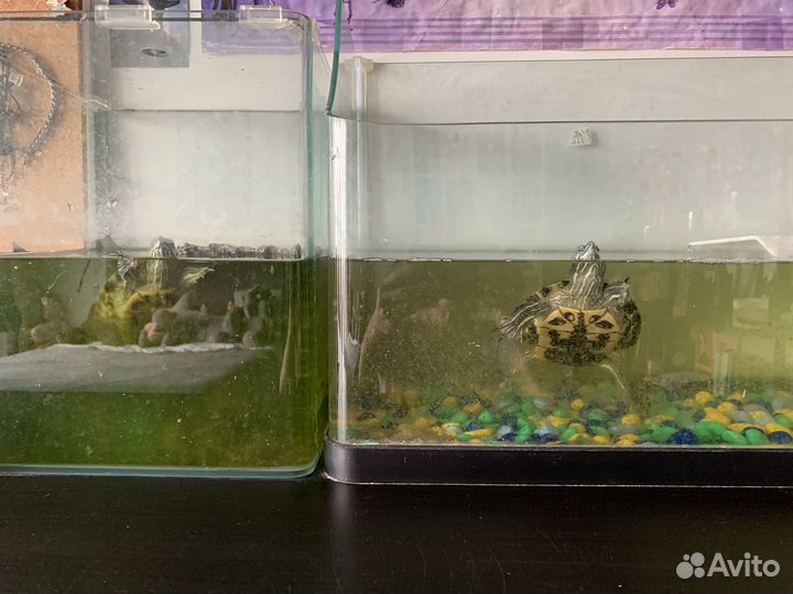 Водяные черепахи