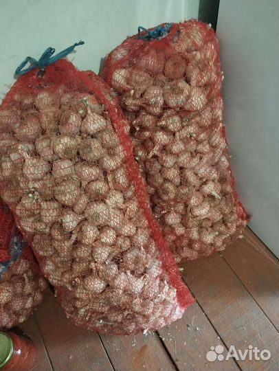 Яровой чеснок