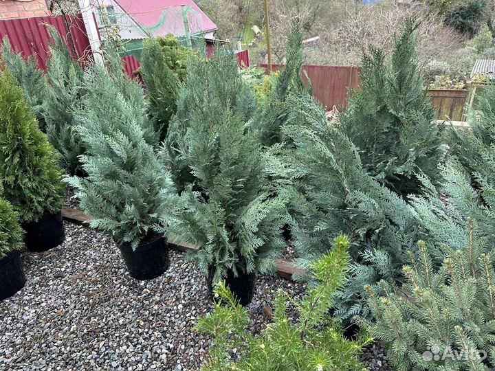 Туя,можжевельник,кипарис,самшит,фотинья