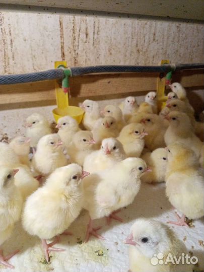 Птенцы легорнов и ломан браун