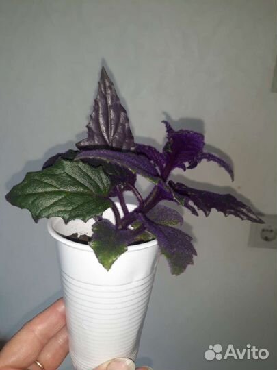 Гинура Синяя птица