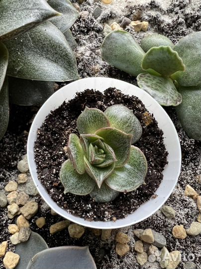 Эхеверия пурпузорум