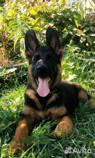 Немецкая овчарка