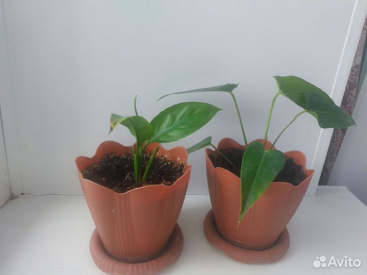 Комнатные цветы антуриум и спатифиллум