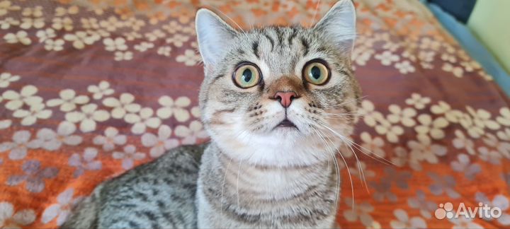 Шотландский котёнок (шоу класс)