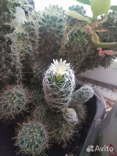 Кактус