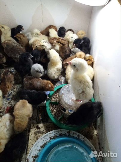 Цыплята суточные