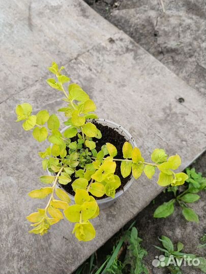 Лизимахия вербейник монетчатый