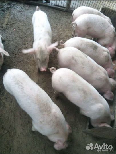 Поросята ландрас