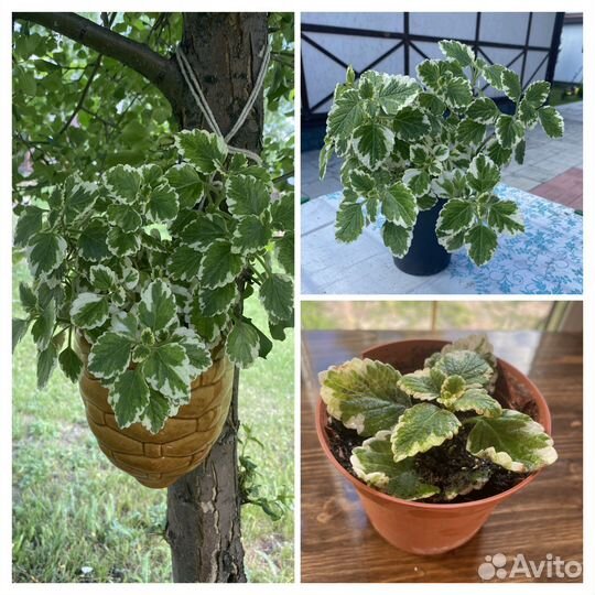 Цветы комнатные