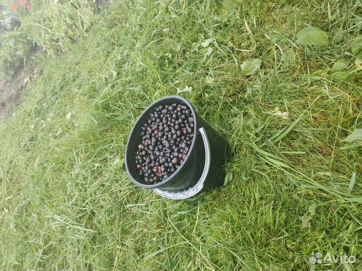 Смородина свежая 7литров