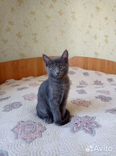 Кошечка Ириска