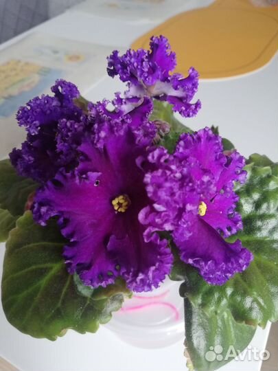 Сортовые фиалки