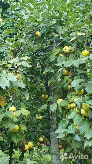 Яблоки домашние со своего сада