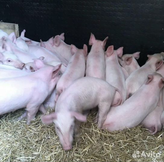 Поросята ландрас