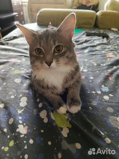 Серый-пепельный-седой кот