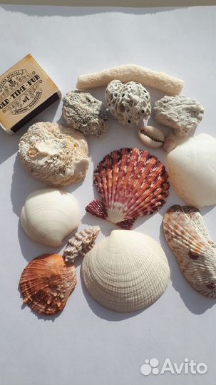 Ракушки