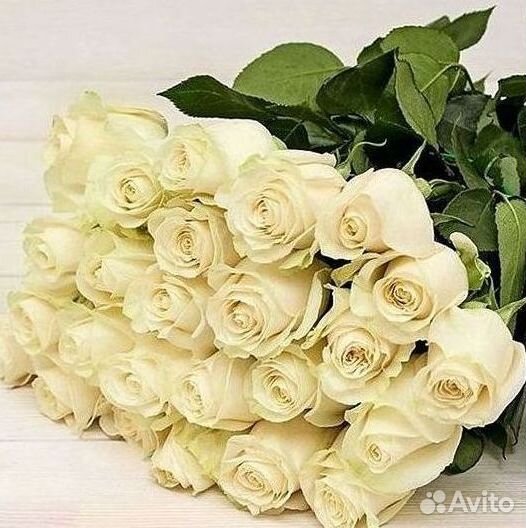 Высокие розы Гигантские розы 110