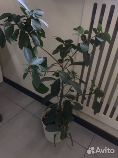 Фикус Мокламе