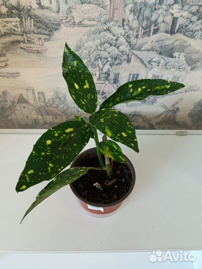 Кодиеум голд сан