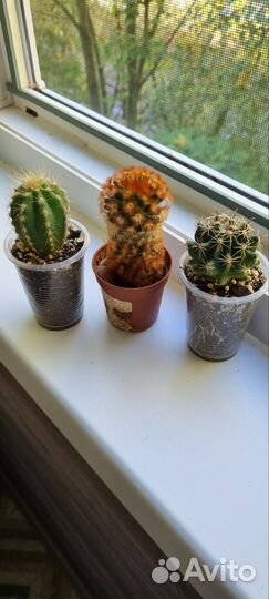 Кактусы и суккуленты