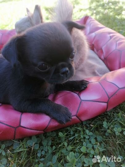 Чёрная девочка чихуахуа