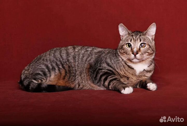 Кошки в добрые руки