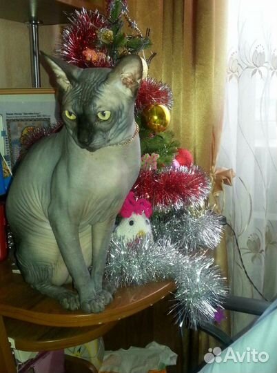 Канадский сфинкс