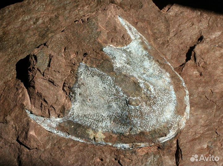 Панцирные рыбы девона, окаменелости