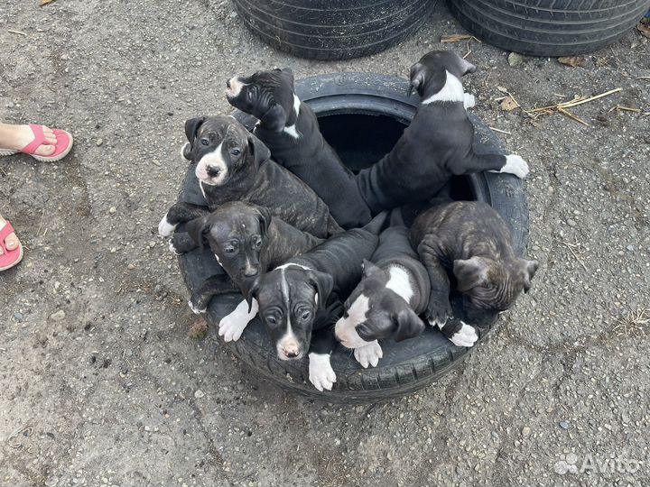 Щенки Американского Питбультерьера