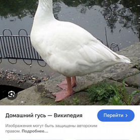 Продам гусей