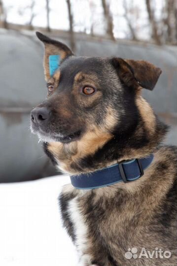 Супер общительный Платон ищет хозяев, 2.5 года