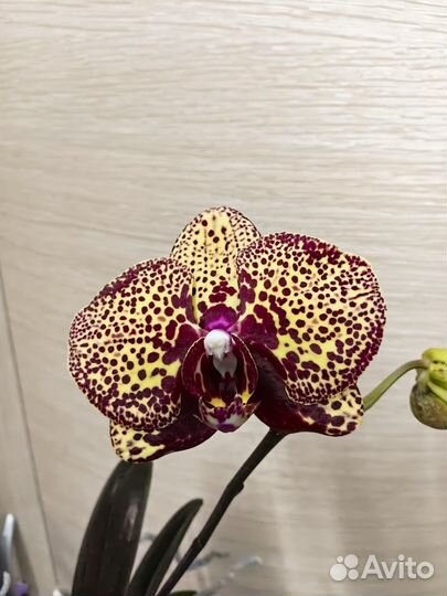 Орхидея Yellow Leopard цветёт