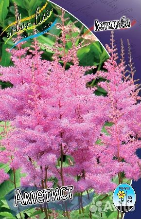 Астильбы,лилейники