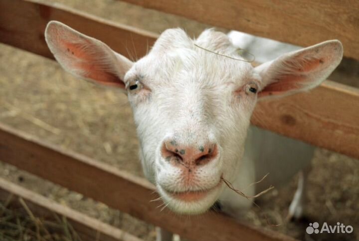 Козлики на откорм