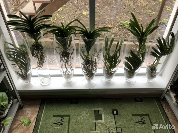 Орхидеи Ванда коллекционные