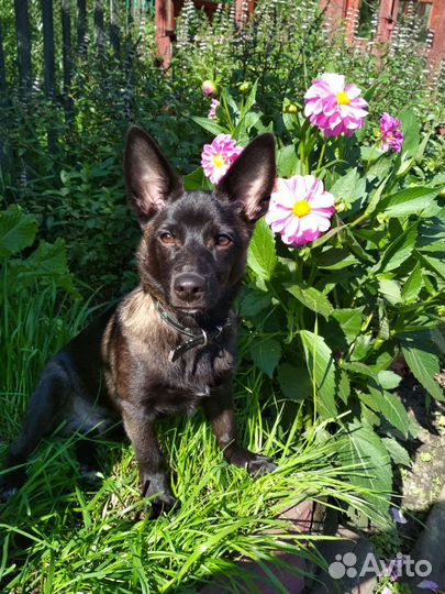 Небольшой щенок в добрые руки