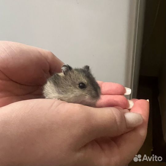 Джунгарский хомяк