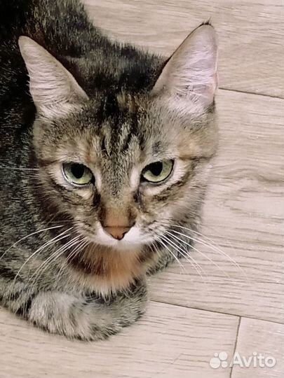 Кошка полосатая
