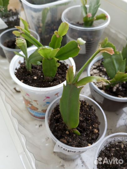 Декабрист шлюмбергера