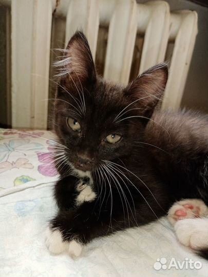 Котенок ищет добрых хозяев