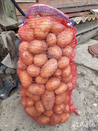 Продам картофель