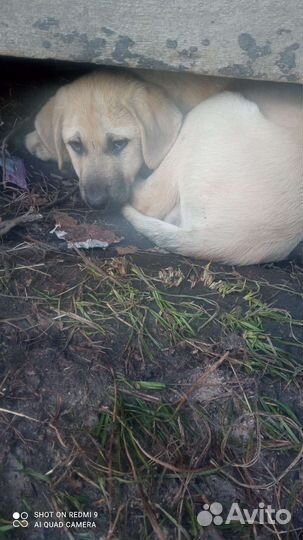 Щенки дворняги