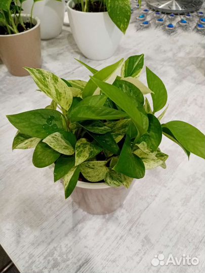 Сциндапсус марбл квин (Эпипремнум)