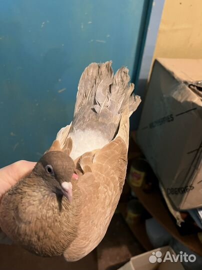 Пристраиваются голуби