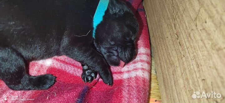 Щенки лабрадора-ретривера