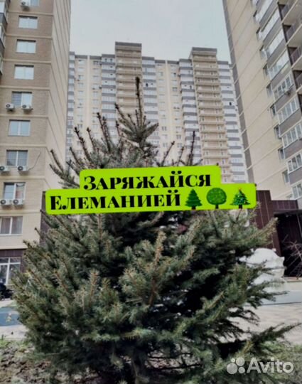 Ели голубые с профессиональной выкопкой и посадкой