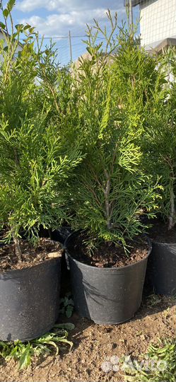 Туя Смарагд