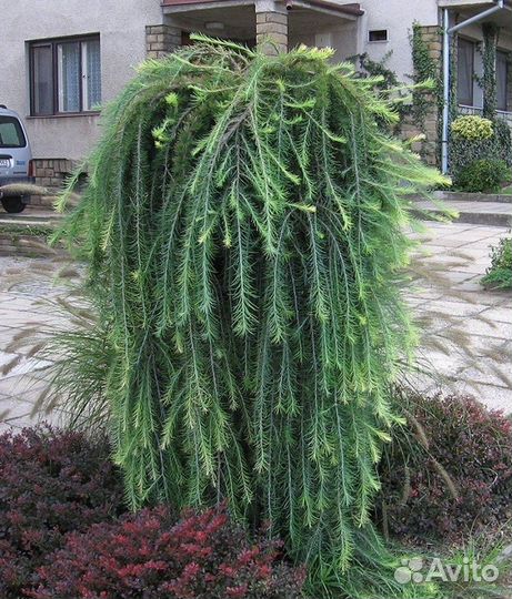 Плакучая лиственница Стиф виппер