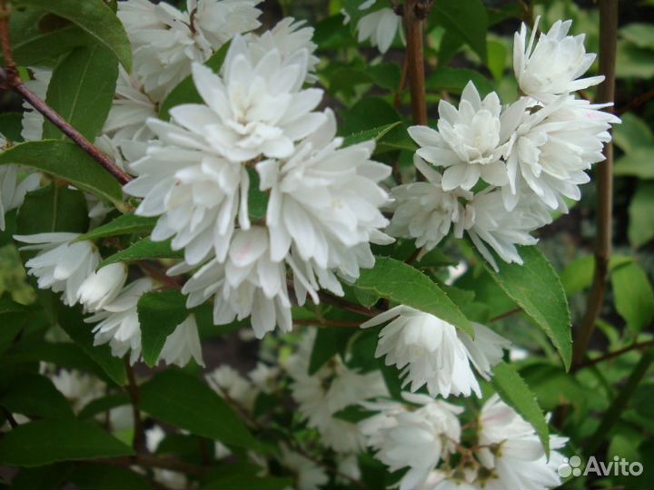 Дейция белая и розовая для любимого сада